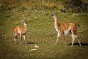 100 Torres Del Paine, guanaco